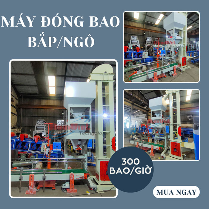 máy đóng bao hạt bắp/ngô 300 bao/giờ.