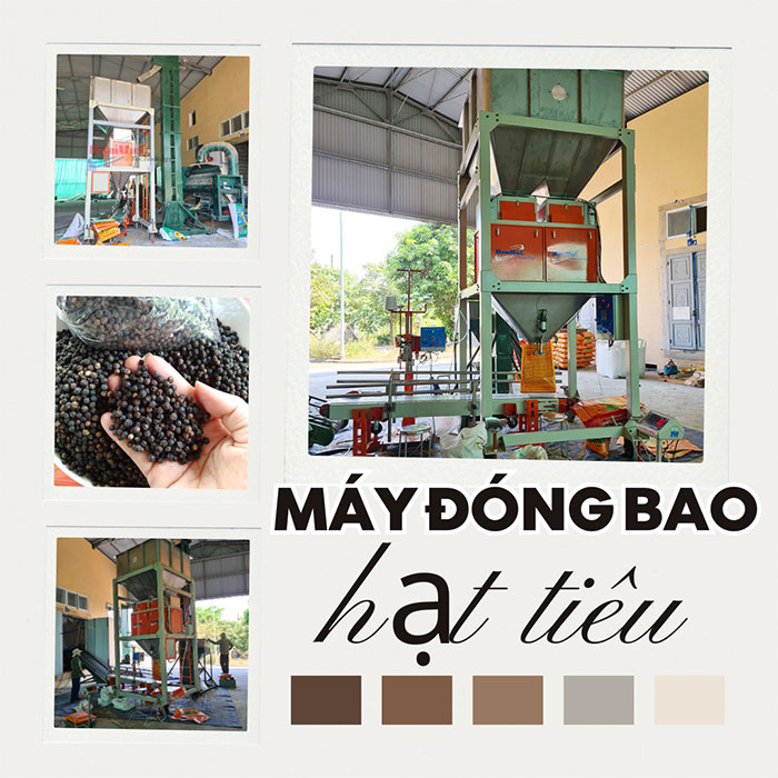 Cân đóng bao hạt tiêu năng suất 650 bao/giờ